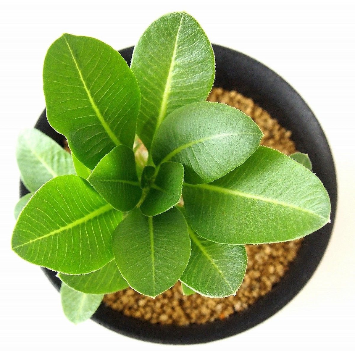 Pachypodium brevicaule albiflorum パキポディウム 恵比寿笑