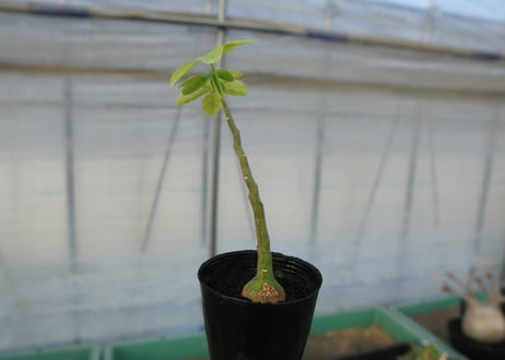 アデニア　グラウカ　Adenia glauca