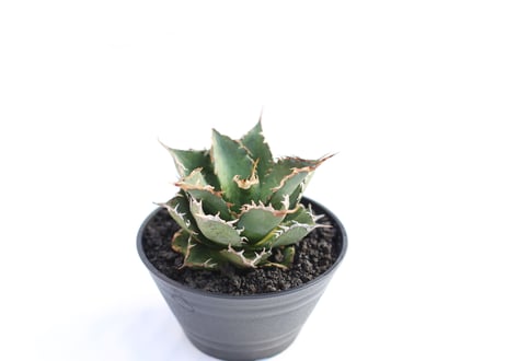 Agave titanota FO-76 compacta  no.２