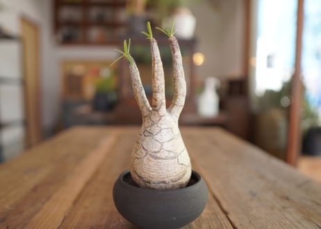 パキポディウム　グラキリス　 Pachypodium Gracilius