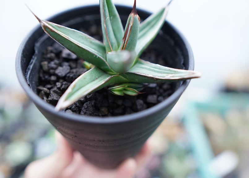 アガベ 　ニッケルシー　大株 アガベ ニッケルシー Agave nickelsiae | mana's farm:塊根植物