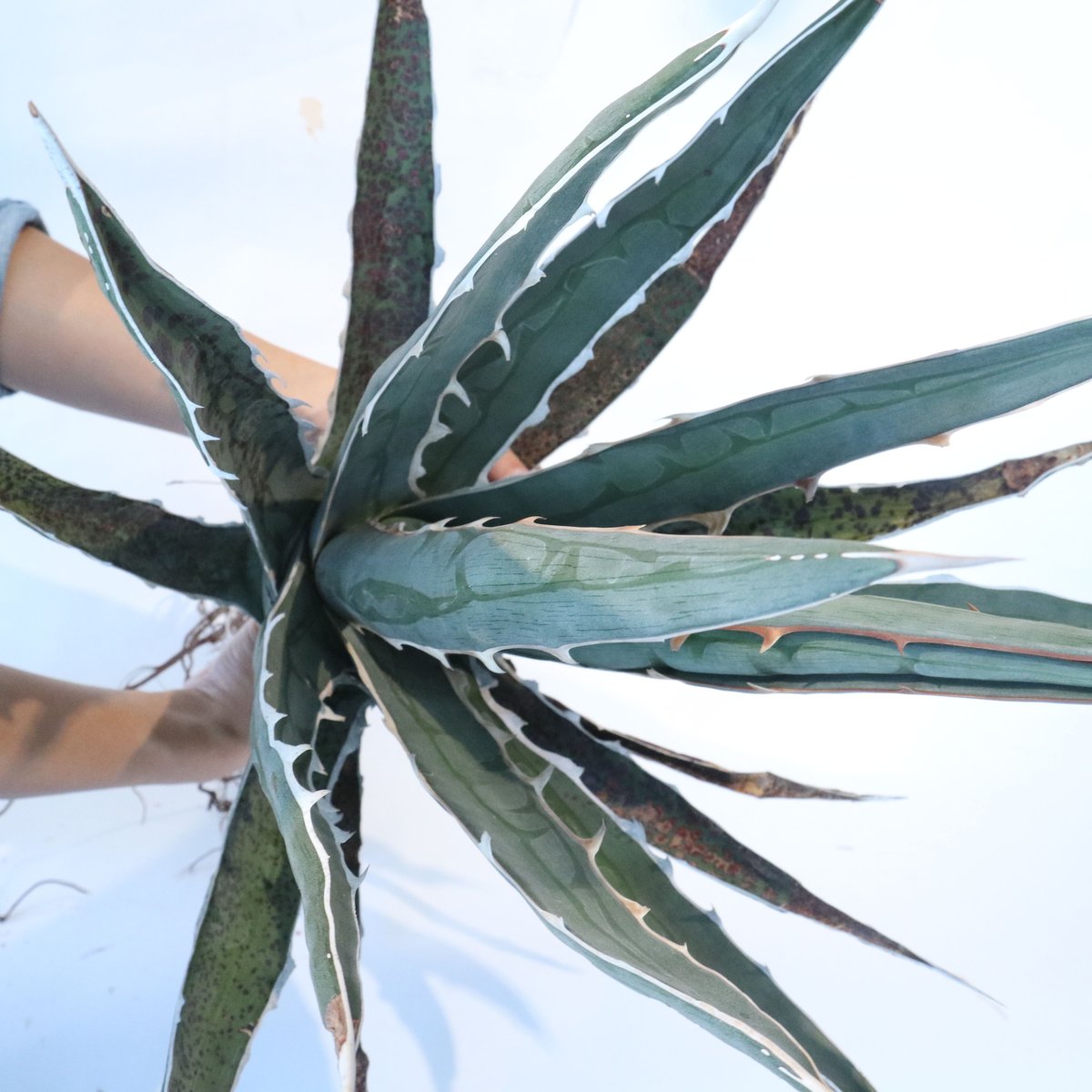 希少Agave difformis 大株 Agave_difformis_464_l.jpg