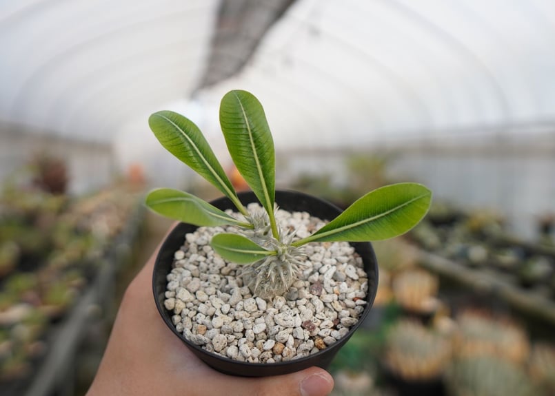 パキポディウム 恵比寿大黒 Pachypodium Densicaule No.2 | man