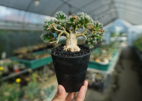 トリコディアデマ　デンサム　Trichodiadema densum  No.1
