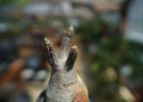 【未発根】パキポディウム　グラキリス　 Pachypodium Gracilius  No.10