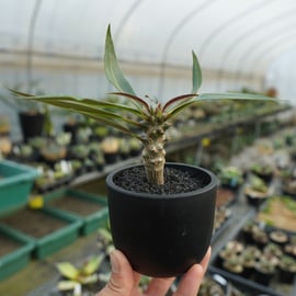 【Masa】パキポーズ　グラキリス、アガベ Masa様専用】パキポーズ グラキリス、アガベ