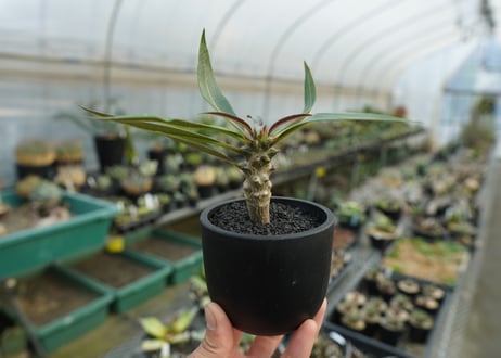 パキポディウム　バロニー　Pachypodium baronii  No.1