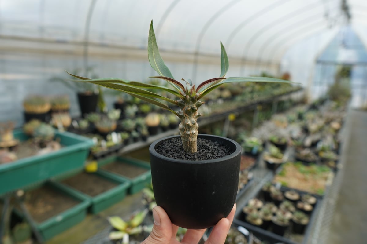 パキポディウム バロニー Pachypodium baronii No.1 | mana's