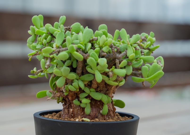 ケラリア ピグマエア NO.3 | mana's farm:塊根植物・アガベ・ドライ