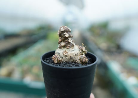 ドルステニア フォエチダ Dorstenia foetida　No.3