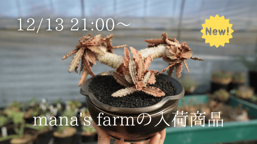 育てやすい品種からマイナー品種まで様々な塊根植物をアップします