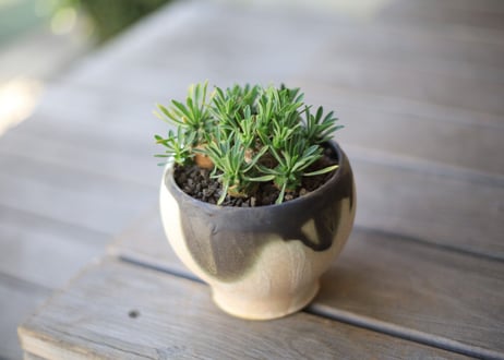 峨眉山  Euphorbia Gabizan