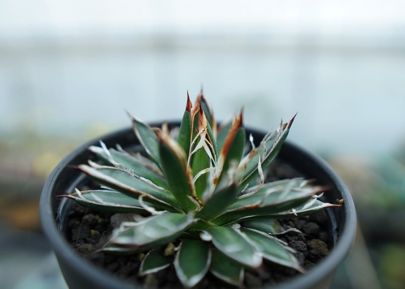 アガベ フィリフェラ シディゲラ agave filifera ssp. schidigera