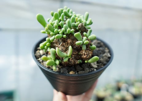 ケラリア　ピグマエア　Ceraria pygmaea  No.1