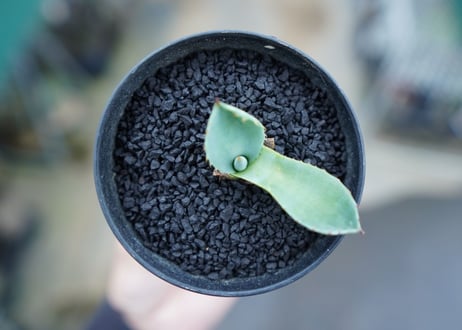 アガベ　パリー　”トランカータ”　Agave parryi var. truncata No.2
