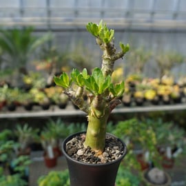 人気のオトンナ ユーフォルビオイデスが起床！ | mana's farm:塊根植物