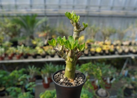 チレコドン　パニキュラータス　Tylecodon paniculatus