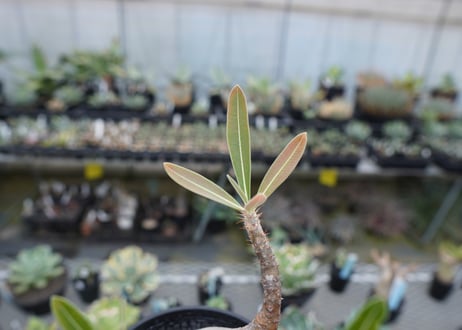 パキポディウム　グラキリス　 Pachypodium Gracilius  No.4
