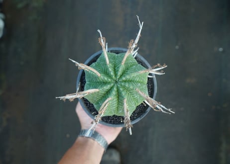 ユーフォルビア　スーパーバリダ　Euphorbia super valida  No.3