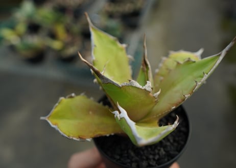 アガベ　チタノタ　 獅子光 agave titanota Lion light 子株  No.2