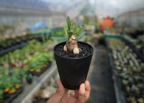 オトンナsp　スタインコフ　Othonna steinkopf