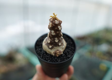 ドルステニア フォエチダ Dorstenia foetida　No.1