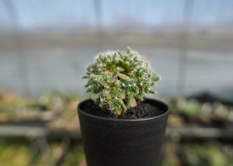 トリコディアデマ　デンサム　Trichodiadema densum  No.1