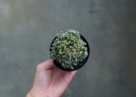 トリコディアデマ　デンサム　Trichodiadema densum  No.1