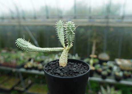 ユーフォルビア　ミルクトロン　Euphorbia mammillaris cv. variegat