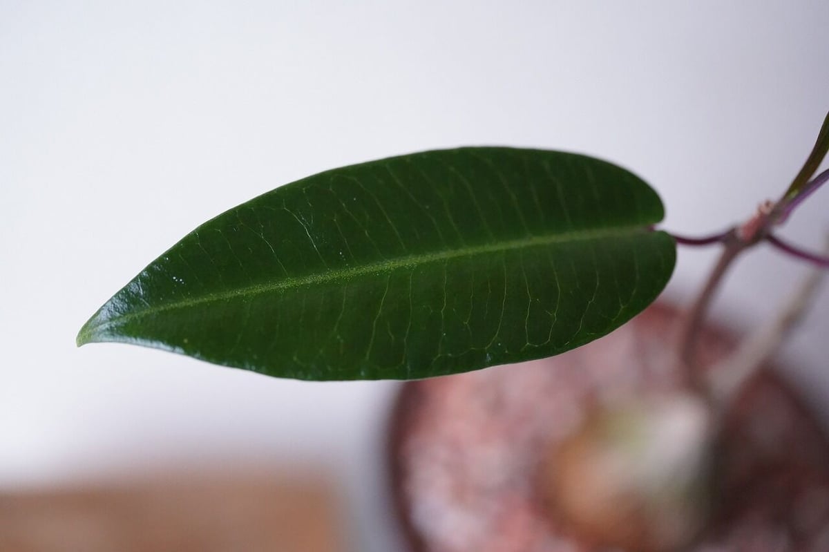 Petopentia natalensis | mana's green:塊根植物販売|マナズ Petopentia natalensis | mana's green:塊根植物販売|マナズ