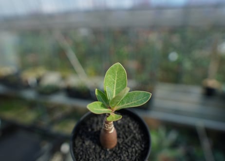 アデニウム　Adenium  No.8
