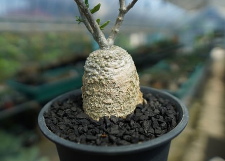 フォッケア　エデュリス　”火星人”　Fockea edulis  No.1