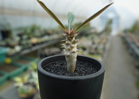 パキポディウム　バロニー　Pachypodium baronii  No.2