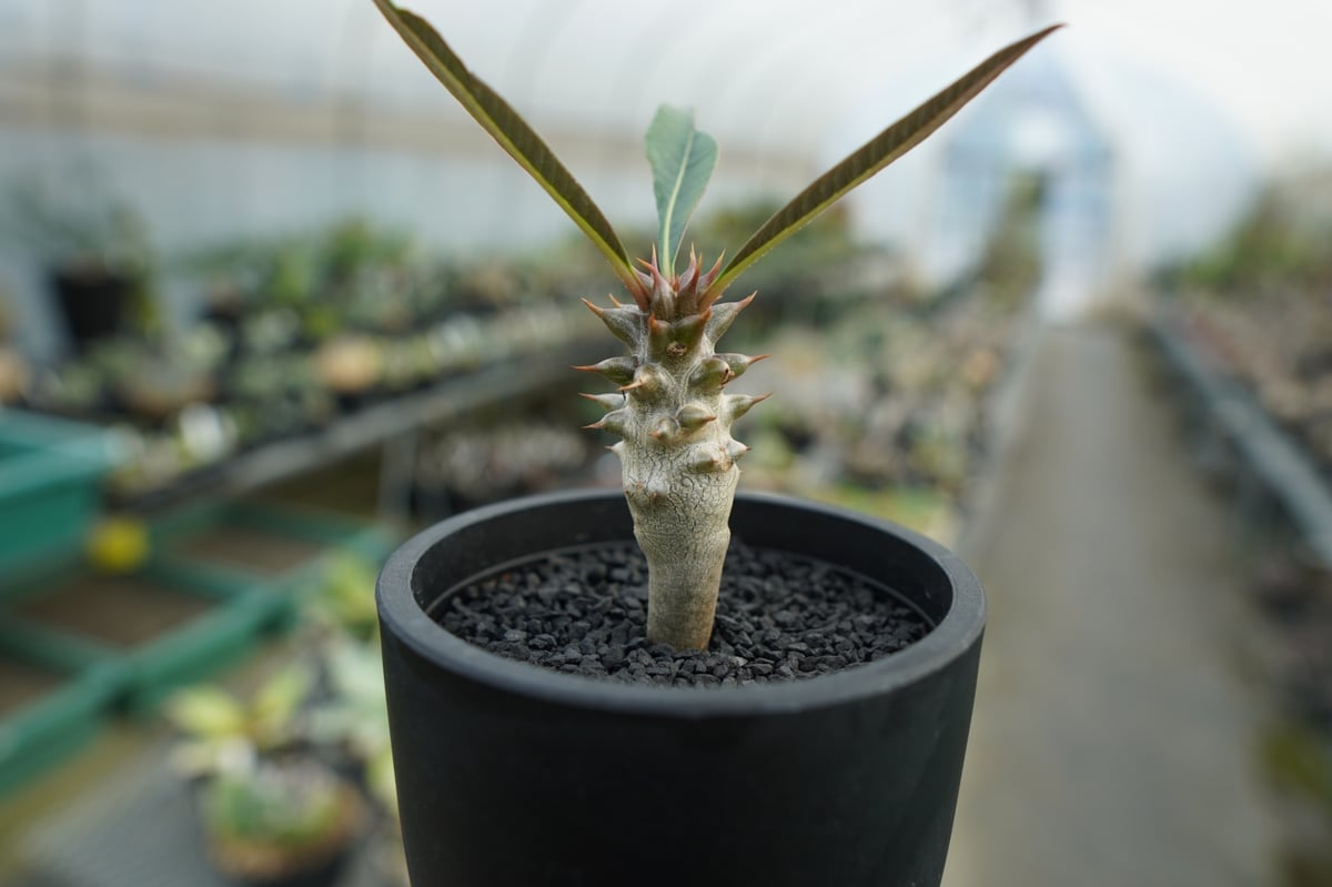 パキポディウム バロニー Pachypodium baronii パキポディウム バロニー Pachypodium baronii No.2 | mana's