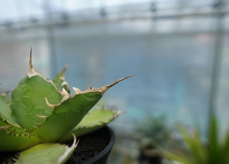アガベ　チタノタ　FO-76　agave titanota  FO-76