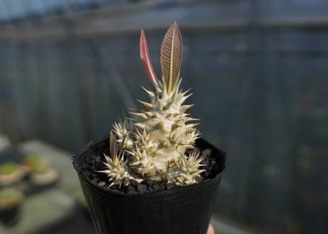 パキポディウム　ロスラツム　Pachypodium rosulatum