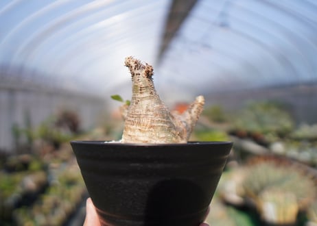 パキポディウム マカイエンセ　Pachypodium makayense　No.2
