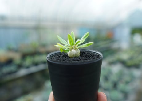 パキポディウム　恵比寿笑い　Pachypodium brevicaule　No.9