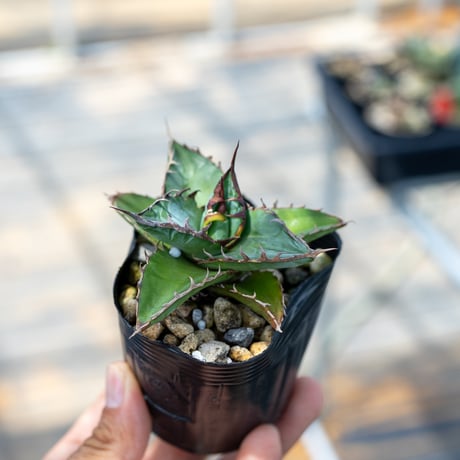 アガベオテロイ | STORES