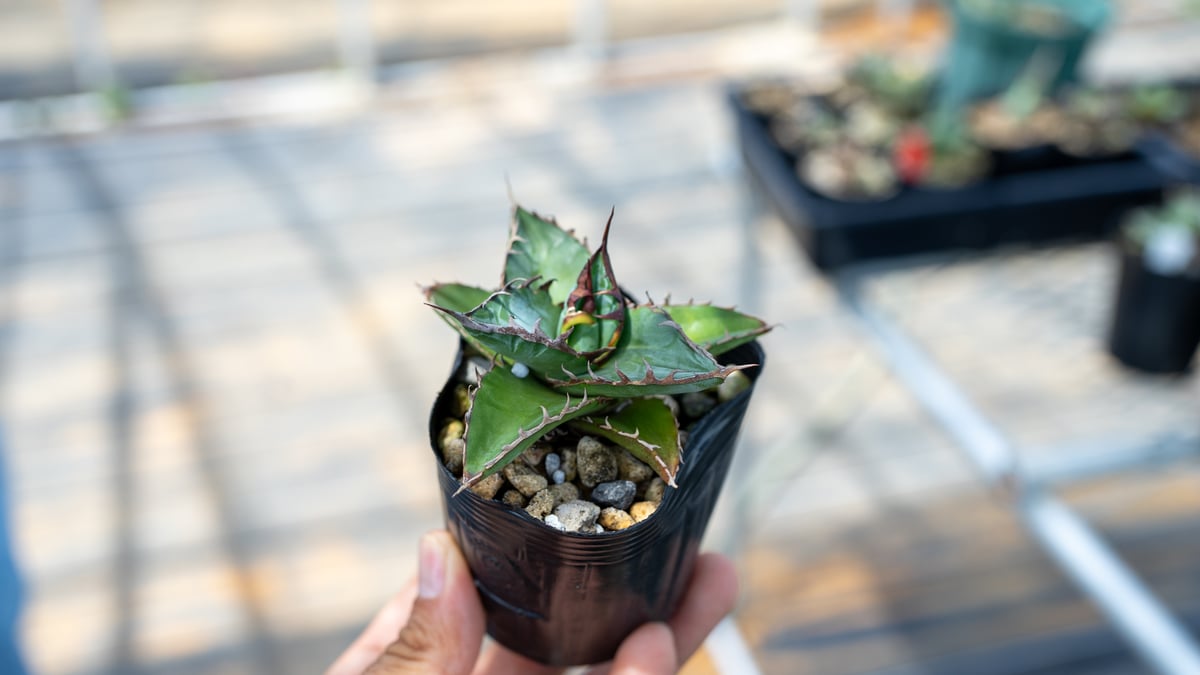 アガベ チタノタブルー 沖縄実生 | mana's farm:塊根植物・アガベ