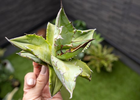 Agave Sowing seeds NO.8