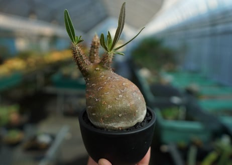 パキポディウム　グラキリス　 Pachypodium Gracilius  No.4