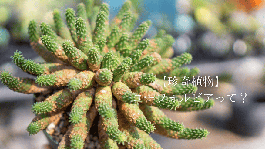 ト*ス様 激レア珍奇植物 アブデルクリ 大群生 大株 ユーフォルビア　サボテン ト*ス様 激レア珍奇植物 アブデルクリ 大群生 大株