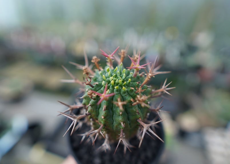 群生冠　雌 ユーフォルビア群星冠の基本情報・育て方｜多肉植物・サボテン図鑑