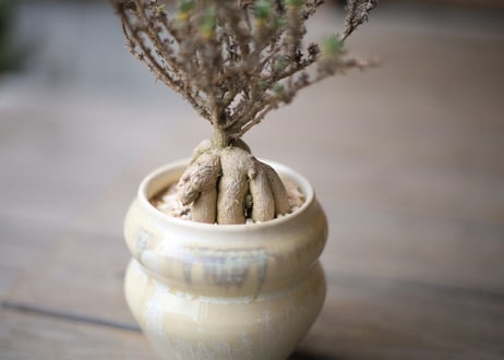 姫紅小松 　Trichodiadema bulbosum