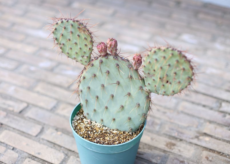 輸入苗 opuntia galapageia オプンチア サボテン 多肉植物 Opuntia