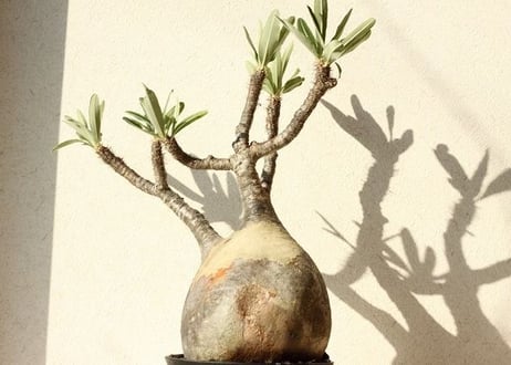 Pachypodium Gracilius パキポディウム  グラキリス  №11