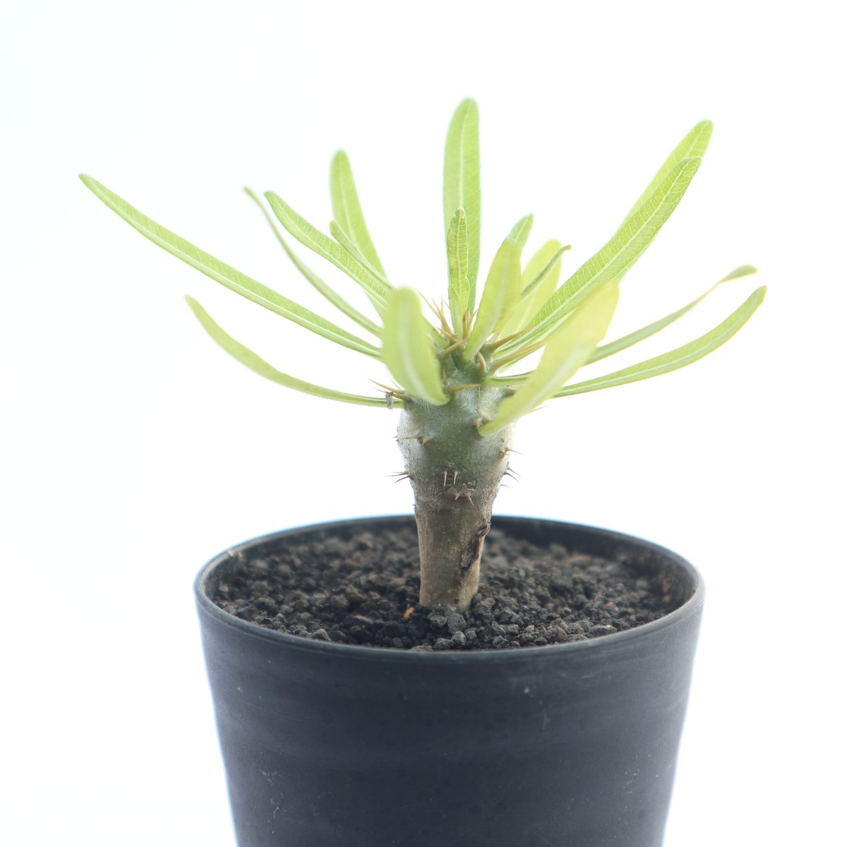 パキポディウム アンボンゲンセ | mana's green:塊根植物販売 パキポディウム アンボンゲンセ | mana's green:塊根植物販売