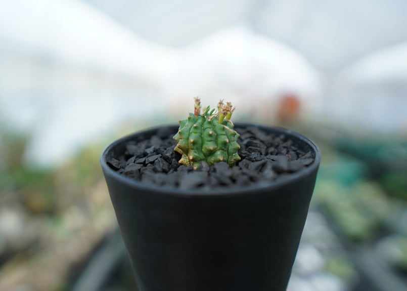 ユーフォルビア 群星冠 Euphorbia Stellispina | mana's farm