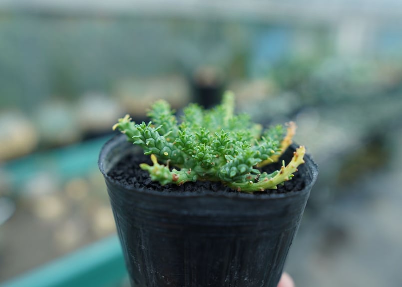 ユーフォルビア ゴルゴニス Euphorbia gorgonis No.3 | mana's